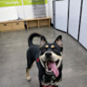 Meet your Posher, Ty